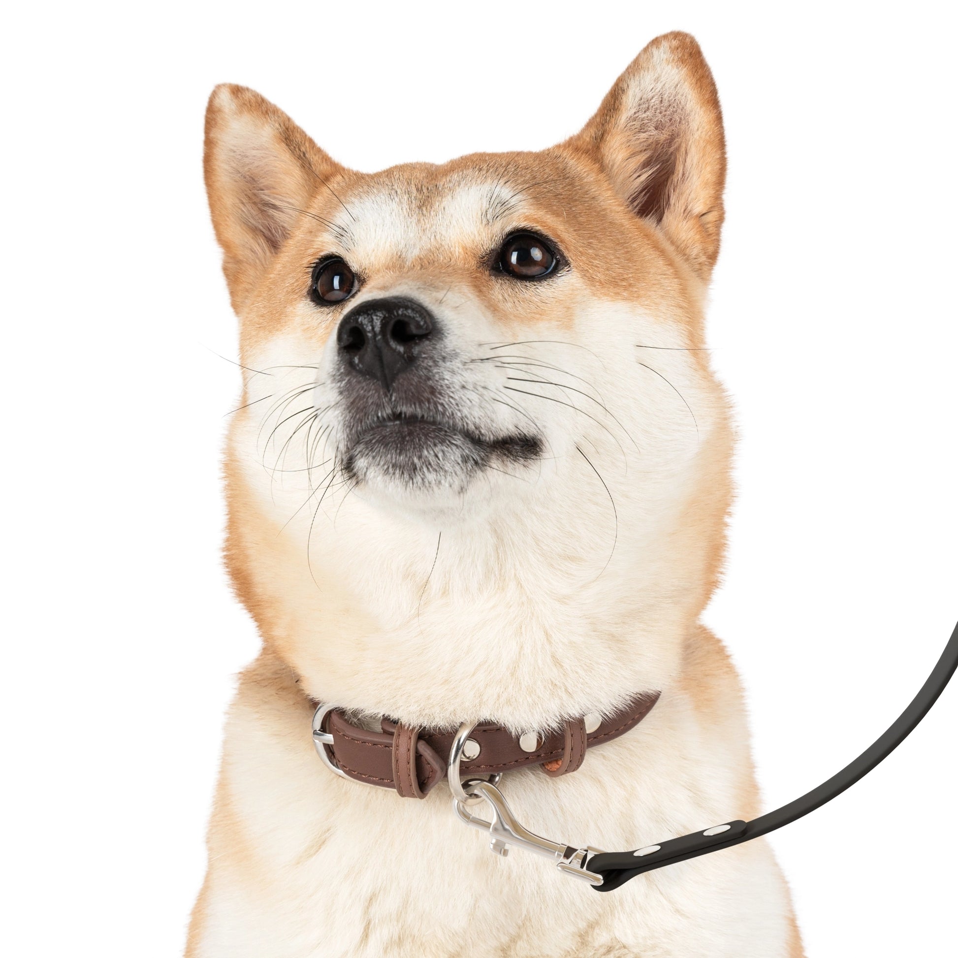 Dog wearing Funny Christian Faith Dog Leash